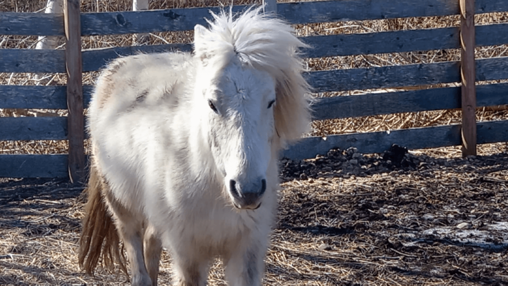 Miniature horses need much of the same maintenance as regular horses (1)