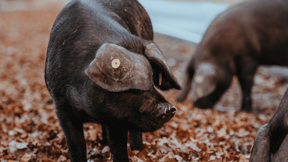 Pig disease can cause early death (1)