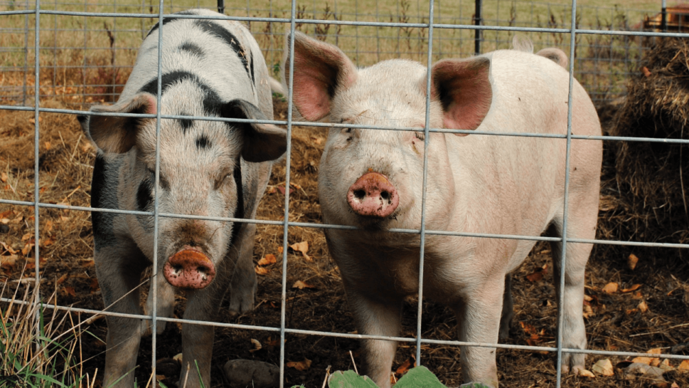 Pigs are omnivores and eat meat and plants (1)