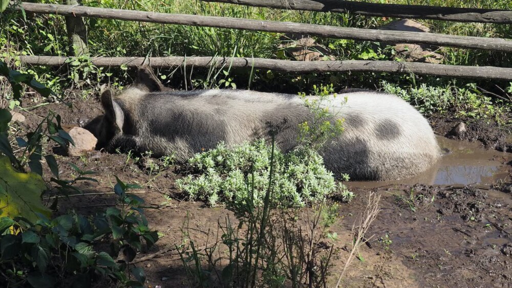 Pigs need wallows in hot weather