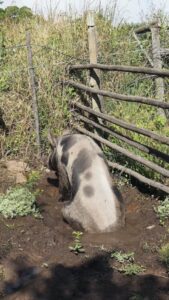 Pigs need wallows in hot weather