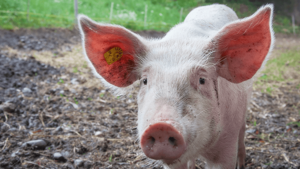 Pigs should not eat pork (1)
