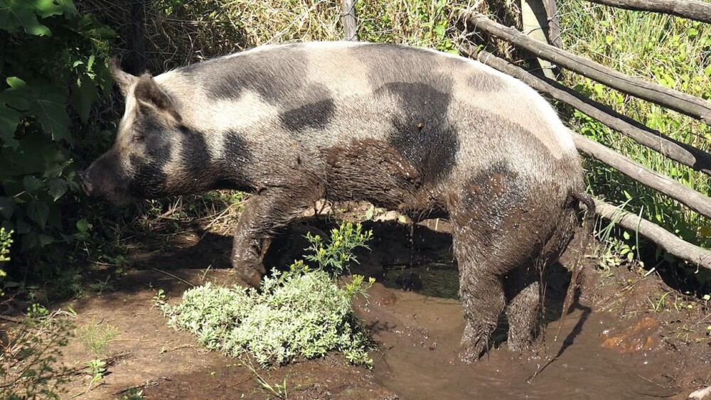 Pigs use wallows to cool down and remove parasites