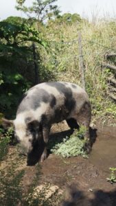 Pigs use wallows to cool down and remove parasites