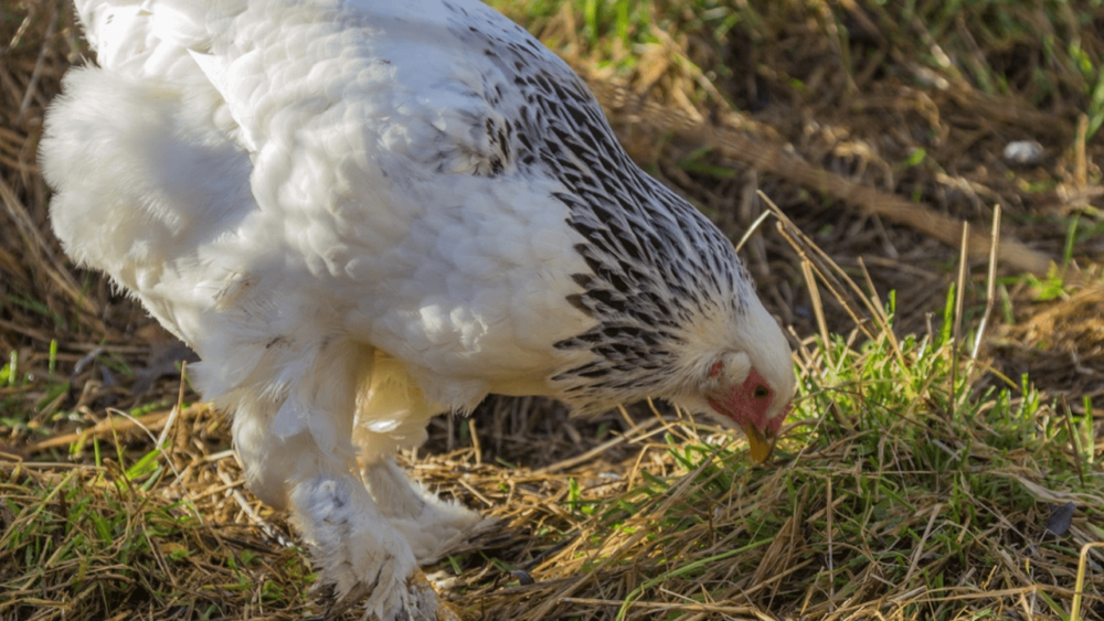 Poisoning can cause sudden death in chickens (1)