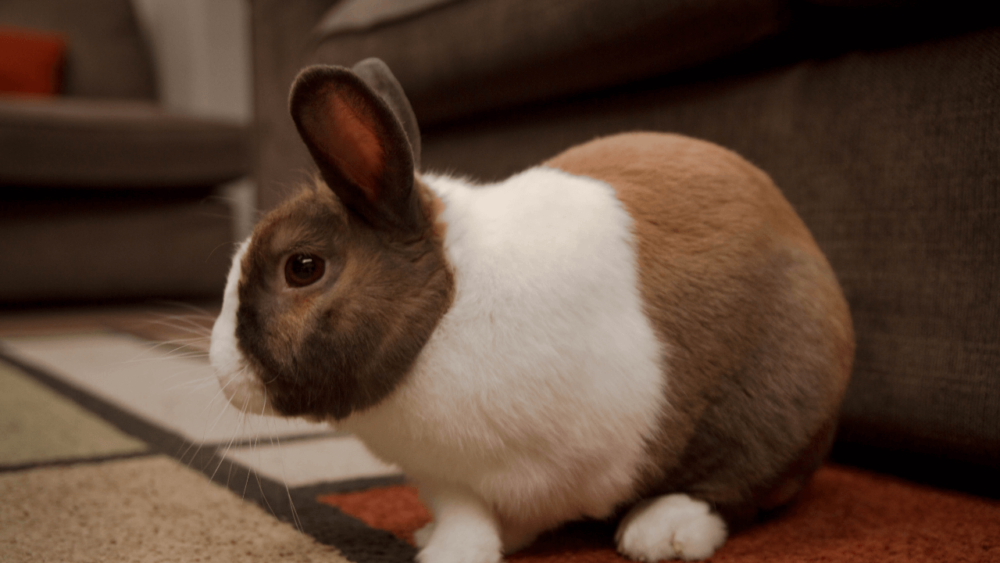 Potty train rabbits by providing consistency (1)