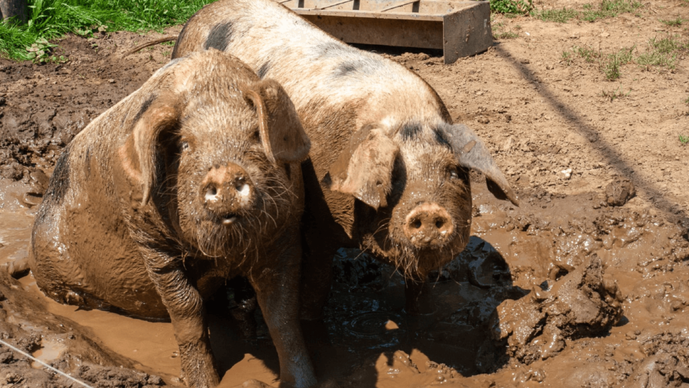 Skin conditions can impact a pig's health (1)