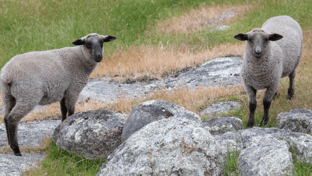 Suffolk sheep are a popular sheep for meat (1)