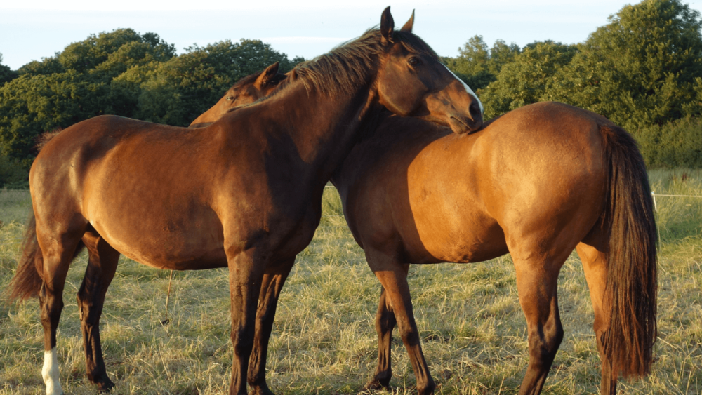 Understand Horse Allogrooming (1)