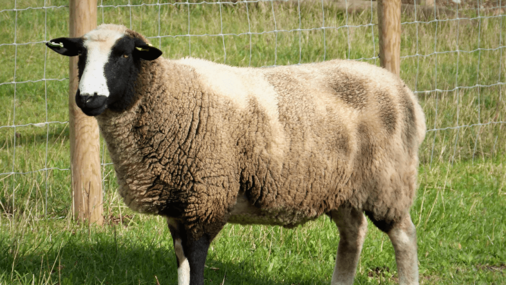 Welsh Mountain Sheep are popular for meat in Europe (1)
