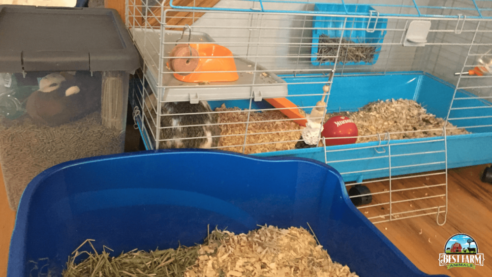 a clean litterbox with hay helps encourage litter box training (1)