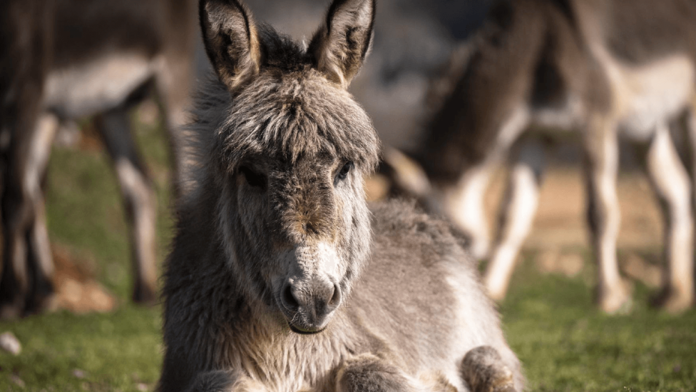Colic can cause donkeys to act dull (1)