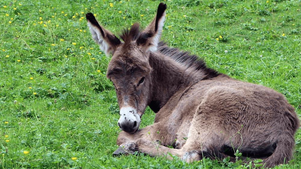Donkeys can become overweight and have lame issues (1)