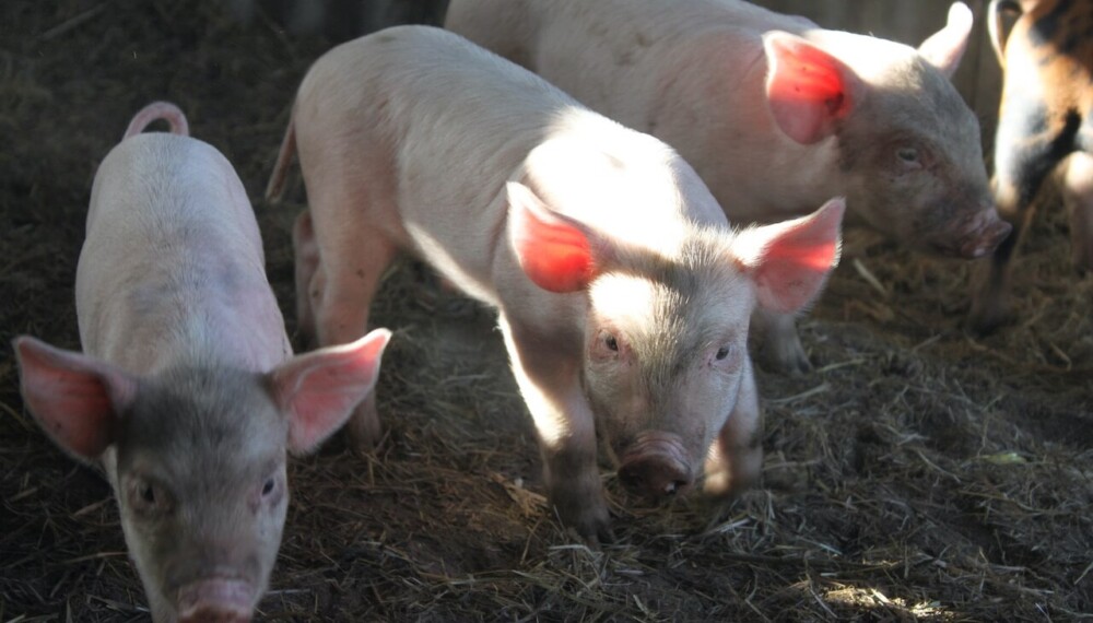 Piglets eat dirt to combat anemia