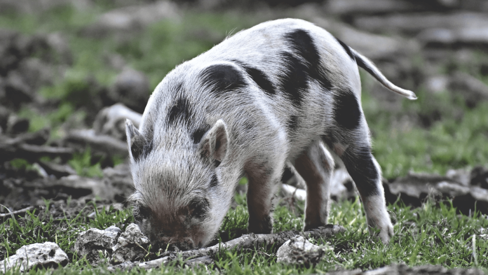 Pigs eat dirt to obtain minerals (1)