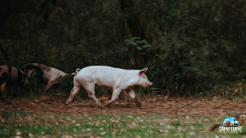 Pigs walk in circles for various reasons Final