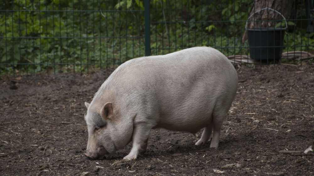 Rooting pigs appear to eat dirt (1)
