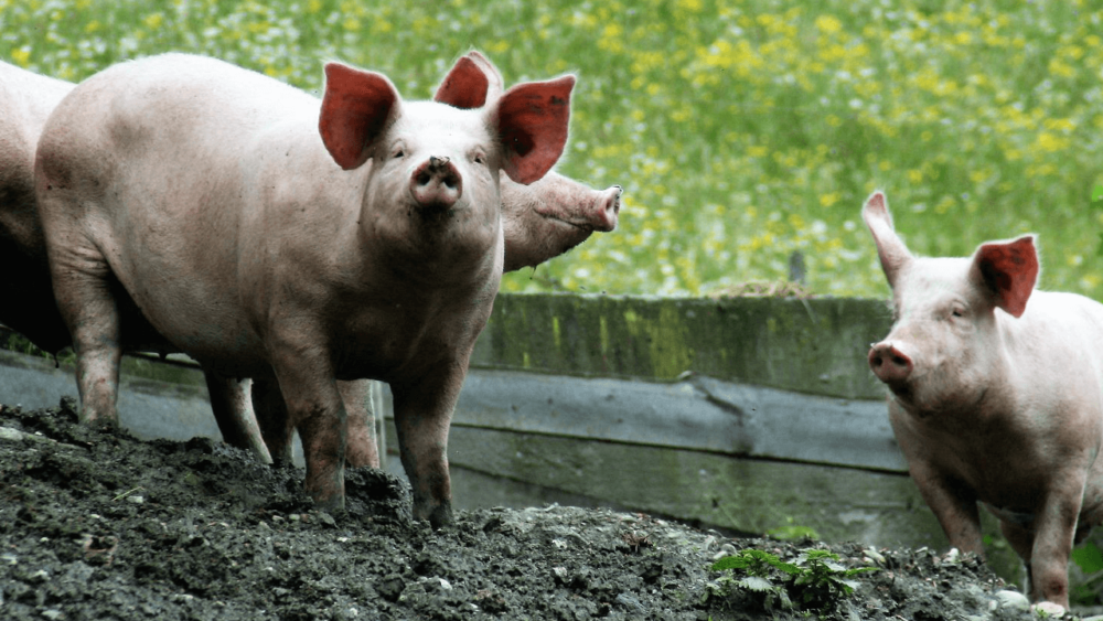 Wallowing pigs may appear to eat soil (1)