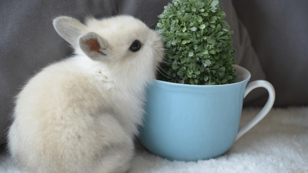 Bunnies can't eat as much as adult rabbits (1)