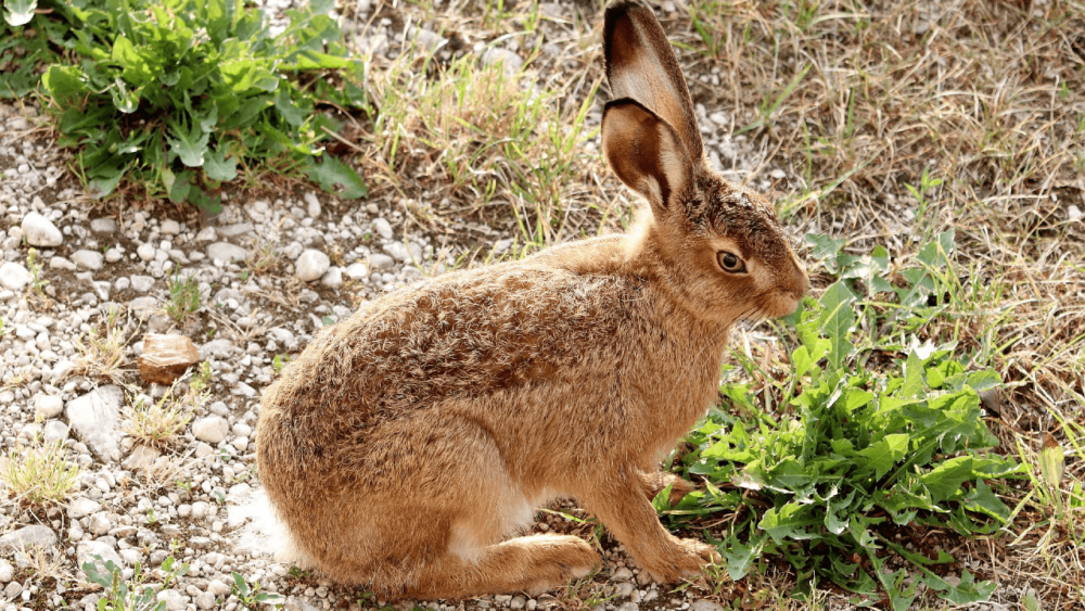 Many varieties of weeds are good for rabbits (1)