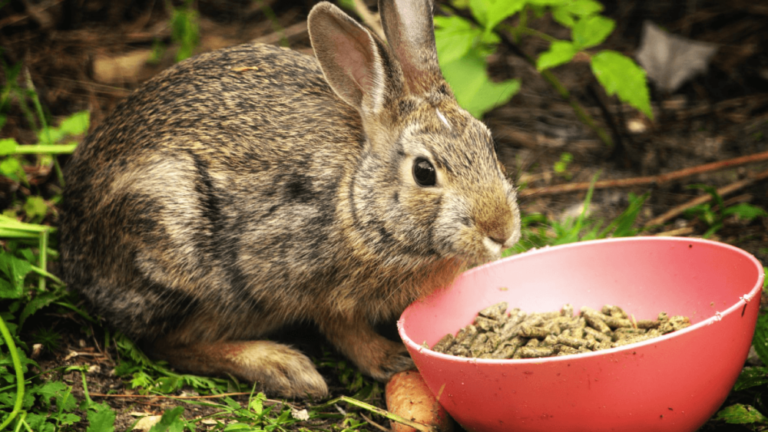Understanding Rabbit Digestion and Nutritional Needs