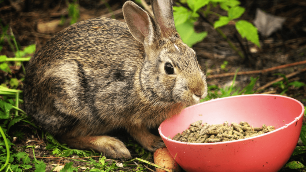 Rabbit pellets are usually composed of grass hay (1)