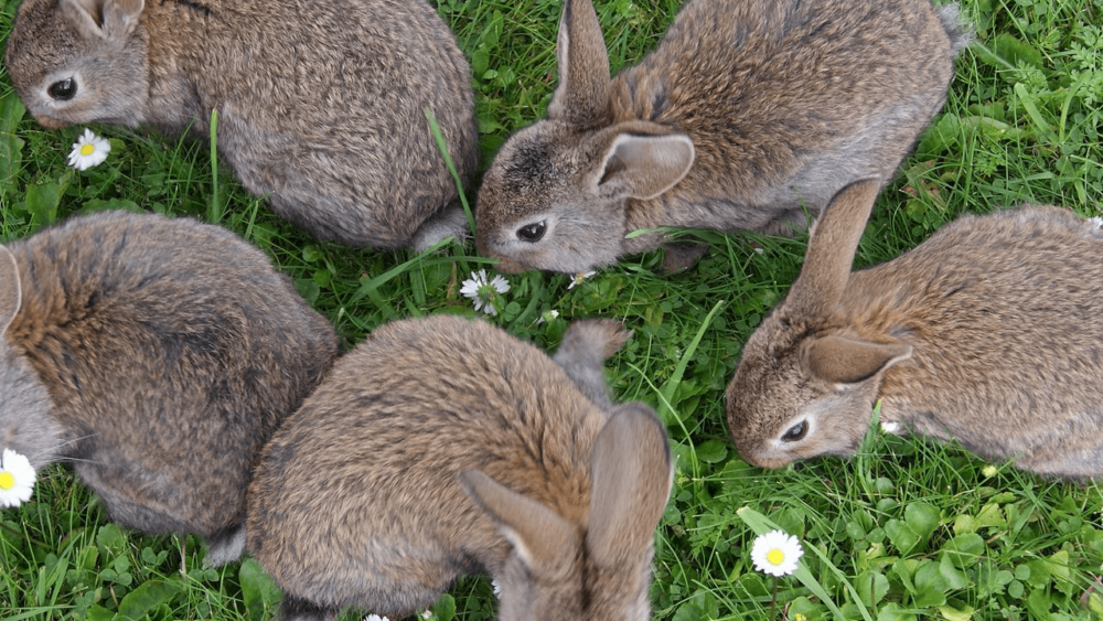 Rabbits can eat daisies (1)