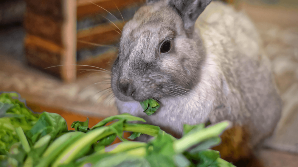 Rabbits can eat many types of lettuces (1)