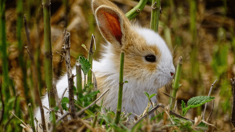 Rabbits can eat many types of weeds (1)