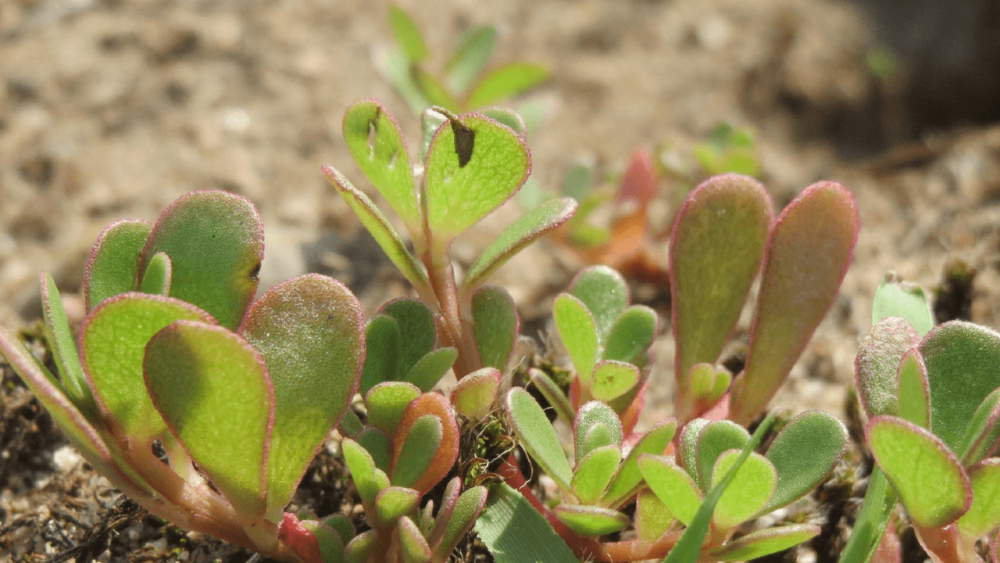 Rabbits can eat purslane as part of their diet (1)