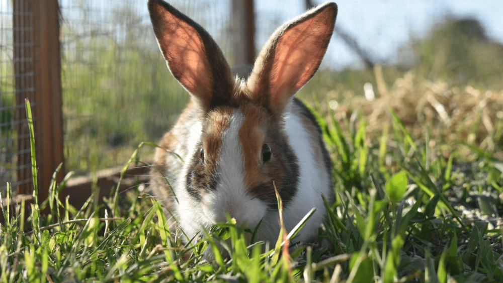 Rabbits can get up to 80% of their diets in grass (1)
