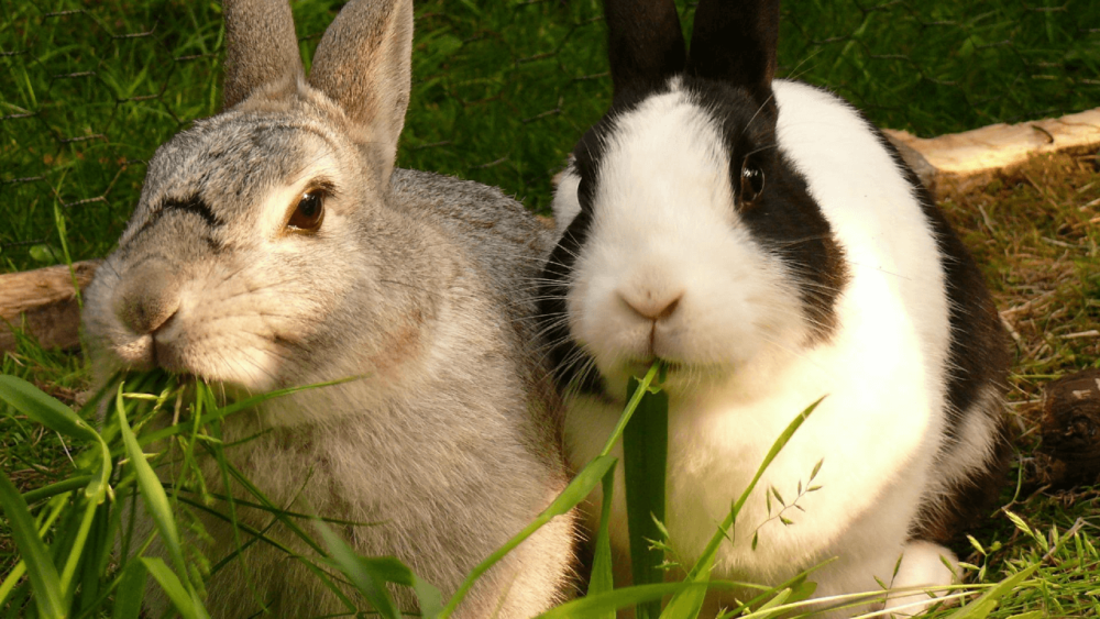 Rabbits should eat grass for most of their diet (1)