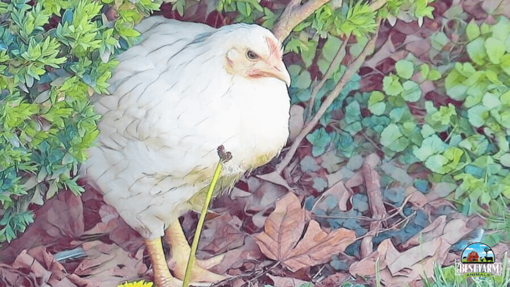 Bushes and ground cover help protect chickens from hawks owls and eagles (1)