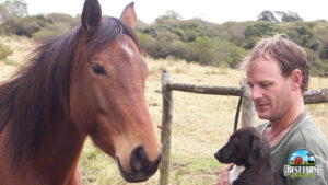 Introducing a puppy to a horse Final
