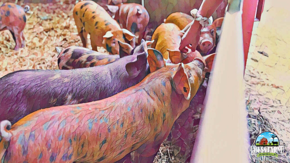 Clean Live Hogs Keep your pigsโ living area clean to avoid the growth of bacteria DLX2 ...