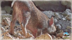 How Can Pigs Find Truffles? Train Your Truffle Pig + More