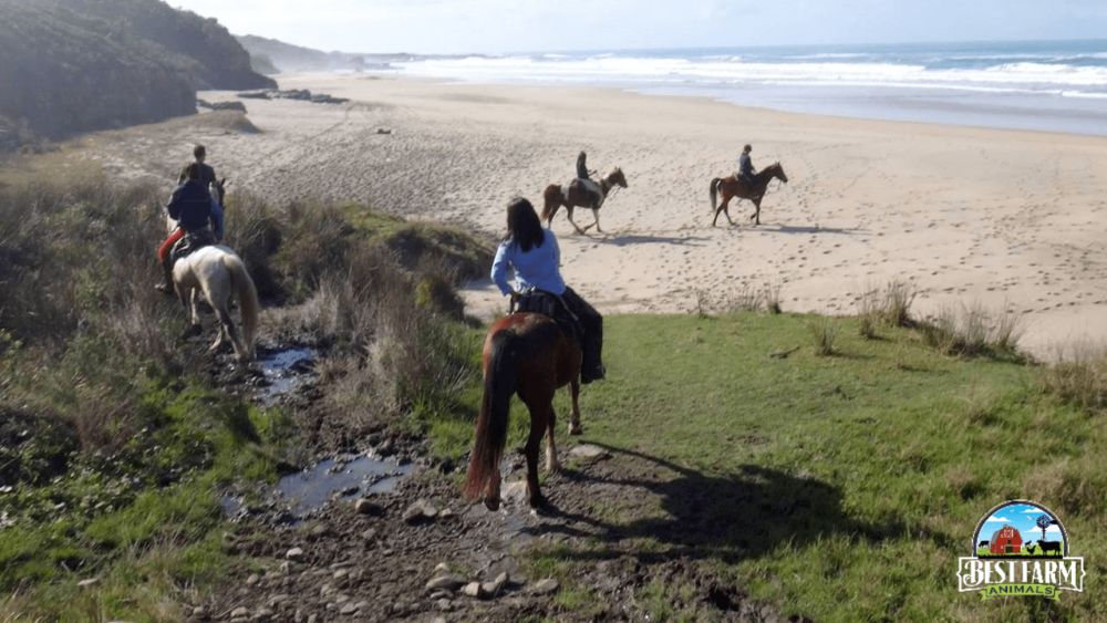 Barefoot horses can be ridden on rocky terrain (1)
