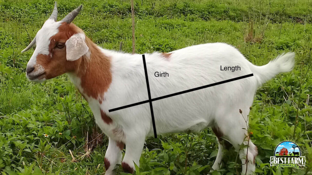 How to calculate your goat's weight logo
