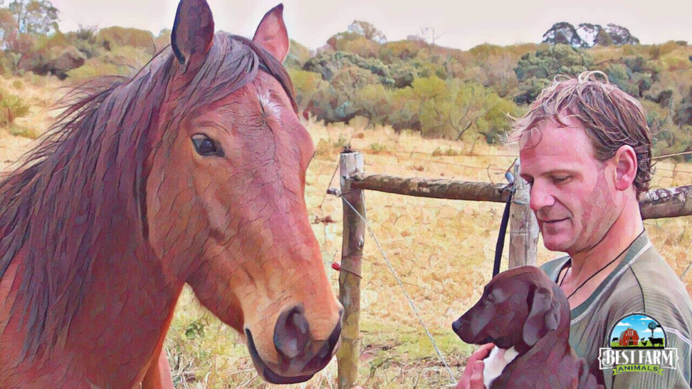 Introducing a puppy to a horse DLX2 Final