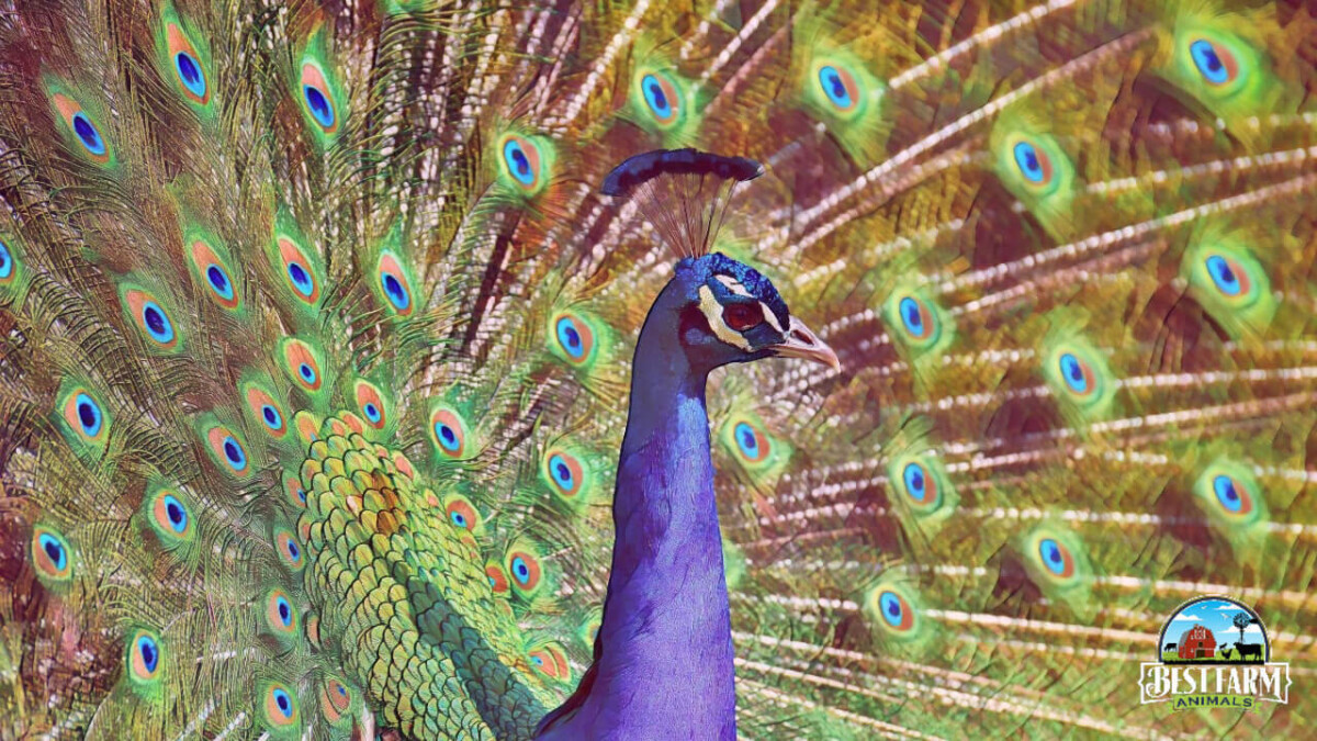 Peafowls are rewarding and fascinating birds to keep DLX2 Final