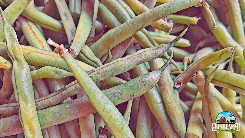 Pigs can eat green beans including the leaves, flowers, and roots DLX2 final