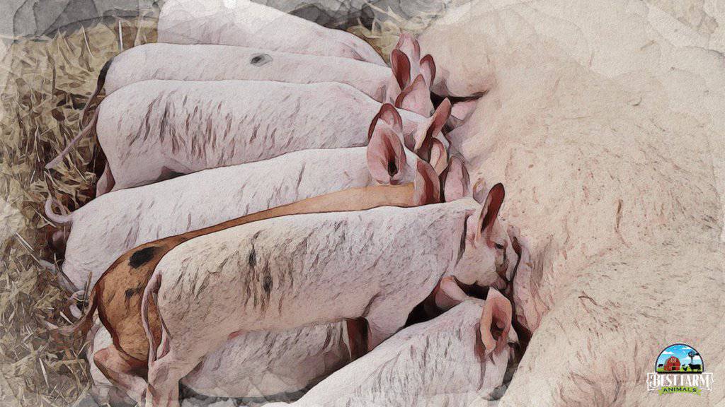 Sows Given Nesting Materials are Less Aggressive
