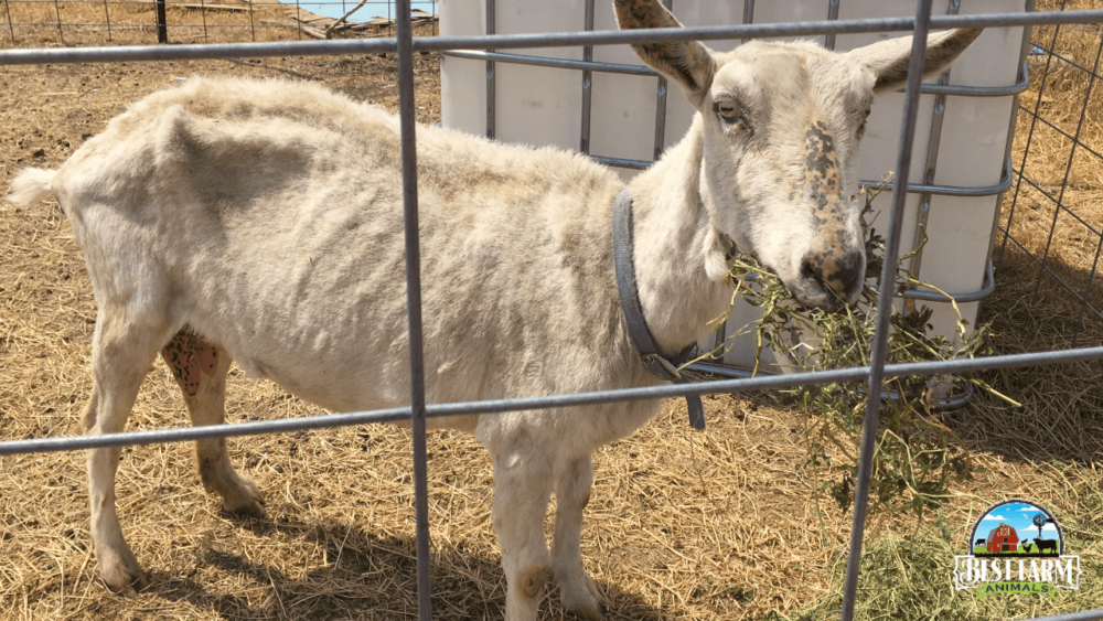 This goat is too skinny and her ribs are showing (1)