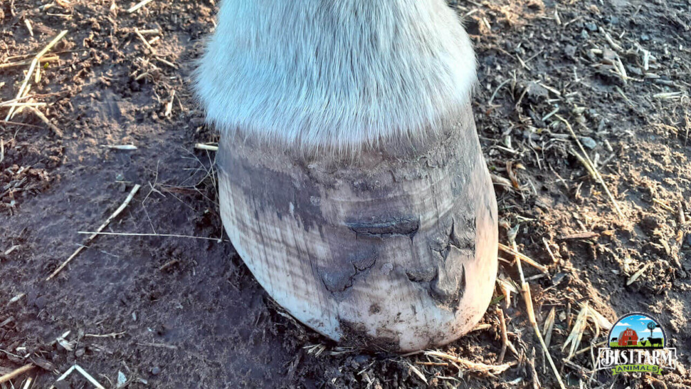 2 Signs of abscesses on a hind hoof Logo