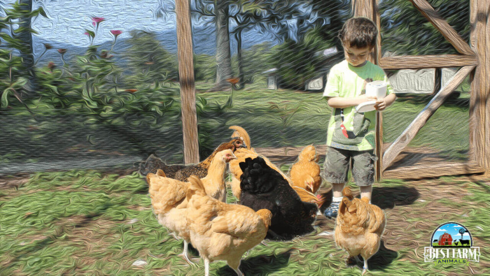 Best Chicken Breeds For Kids To Have As Pets Final