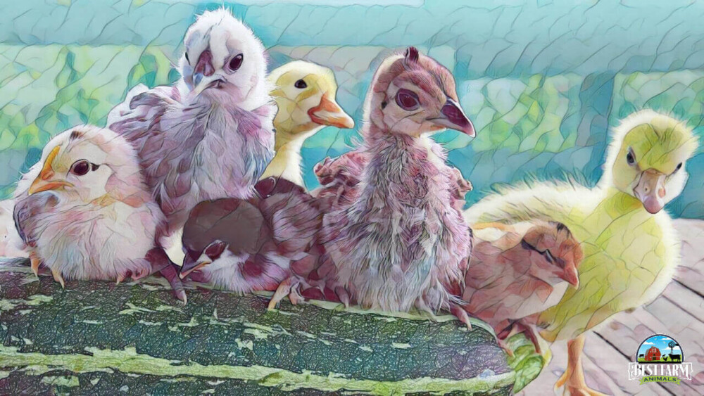 Peachicks, goslings and other babies are hard to sex after hatching DLX1 Final