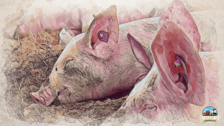 11 Deadly Sick Pig Diseases: Symptoms & Signs A Pig Is Dying