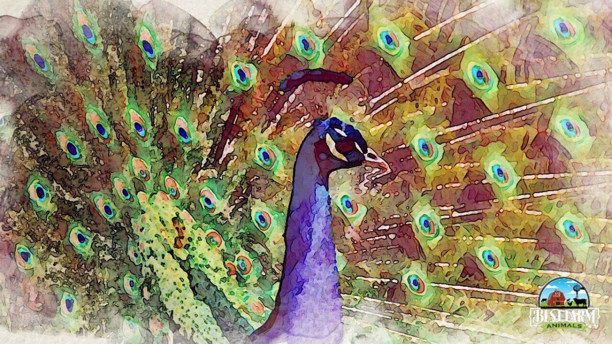 Peafowls are rewarding and fascinating birds to keep DLX2 Final copy 2 (1) (1)