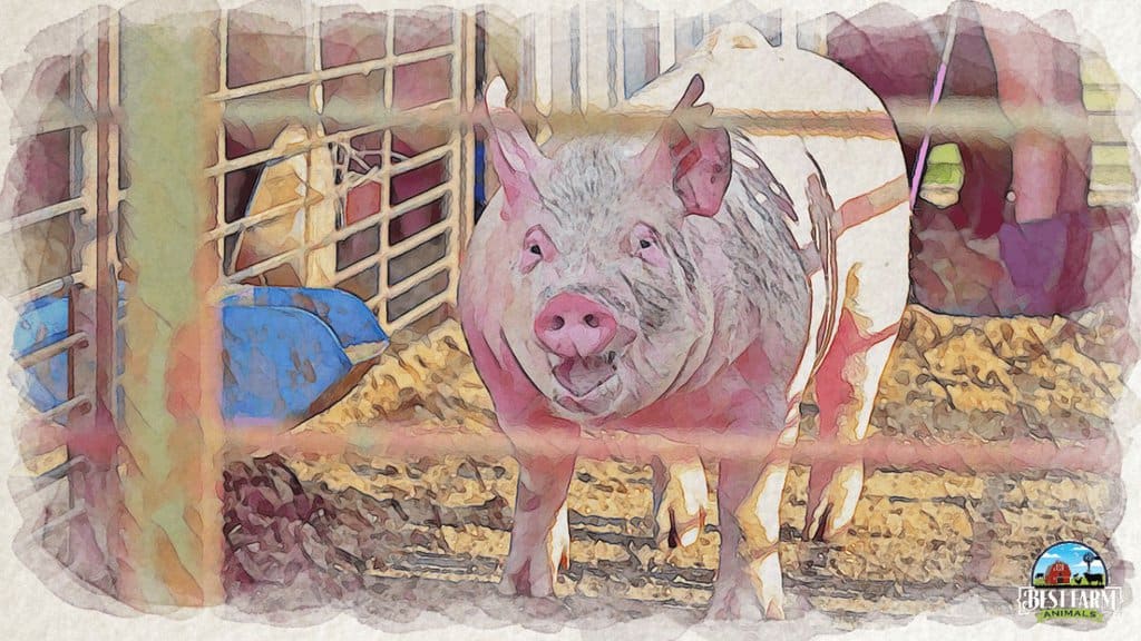 Pigs breathe poorly when they struggle with a virus