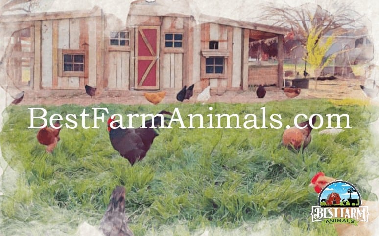 Best-Farm-animals-Farmhouse-image-1